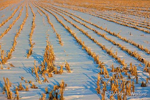 Snowy Cornfield_13032.jpg - Photographed at Ottawa, Ontario - the capital of Canada.